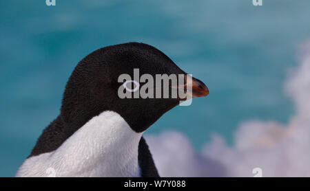 Manchot Adélie (Pygoscelis adeliae) Close Up portrait, l'Antarctique. Banque D'Images