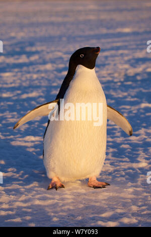 Manchot Adélie (Pygoscelis adeliae) portrait, l'Antarctique. Banque D'Images