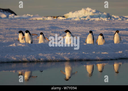 Les manchots Adélie (Pygoscelis adeliae) voyageant en groupe, l'Antarctique. Banque D'Images