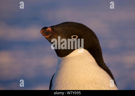 Manchot Adélie (Pygoscelis adeliae) Close Up portrait, l'Antarctique. Banque D'Images