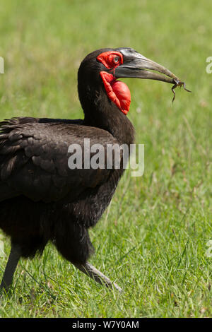 Calao (Bucorvus leadbeateri) se nourrit de grenouilles, Masai Mara, Kenya. Banque D'Images