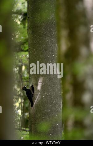 Homme pic noir (Dryocopus martius ) au nid, au Luxembourg. Mai. Banque D'Images