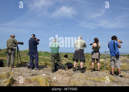 Les photographes et les observateurs à l'intérieur, Farne Iles Farne, Northumberland, Angleterre, juillet. Banque D'Images