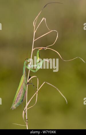 Mante religieuse européenne (Mantis religiosa) femelle sur Plante, Lorraine, France. Octobre. Banque D'Images