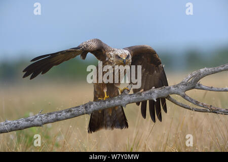 Milan noir (Milvus migrans) sur une branche, marais breton, France, août. Banque D'Images