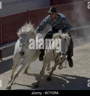 Stunt rider avec deux chevaux,lors du salon du cheval, Camargue, France Banque D'Images