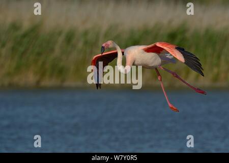 Flamant rose (Phoenicopterus roseus) l'atterrissage. Camargue, France, mai Banque D'Images