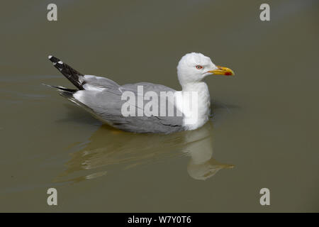 Yellow-legged Gull (Larus michahellis) natation, Camargue, France, mai Banque D'Images