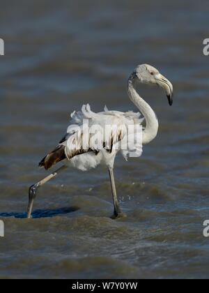 Flamant rose (Phoenicopterus roseus) avec juvénile plumage ébouriffé, Camargue, France, mai Banque D'Images