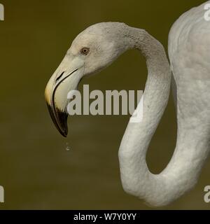 Flamant rose (Phoenicopterus roseus) juvenile, boire, Camargue, France, mai Banque D'Images