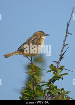 Zitting (cisticole juncidis Cisticole) sur une branche. Marais Breton, Ouest France, Avril Banque D'Images