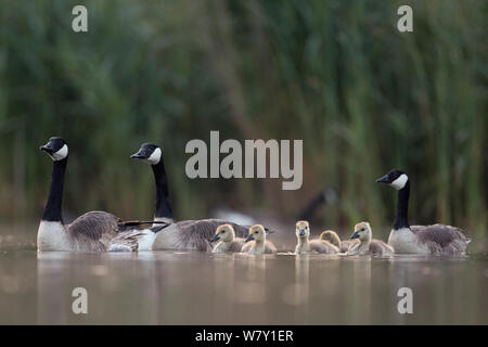 Bernache du Canada (Branta canadensis) groupe d'adultes avec les jeunes poussins. Les Pays-Bas. Juin 2014 Banque D'Images