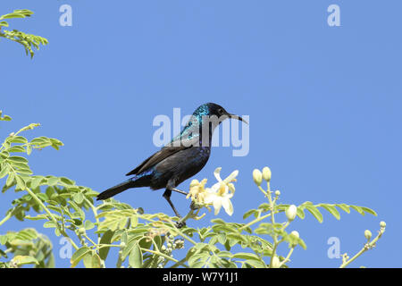 (Chalcomitra Palestine osea) mâle en arbre en fleurs, Oman, février. Banque D'Images