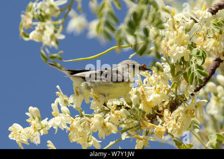 Vallée du Nil sunbird (Hedydipna metallica) alimentation femelle, Oman, février. Banque D'Images