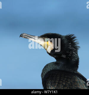 Grand Cormoran (Phalacrocorax carbo) close-up, Danemark, mai. Banque D'Images