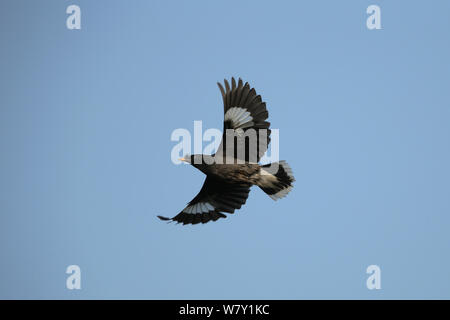 Myna Acridotheres fuscus (Jungle) en vol, l'Inde, janvier. Banque D'Images