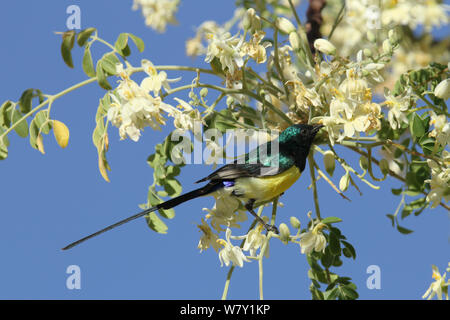 Vallée du Nil sunbird (Hedydipna metallica) alimentation mâle, Oman, février. Banque D'Images