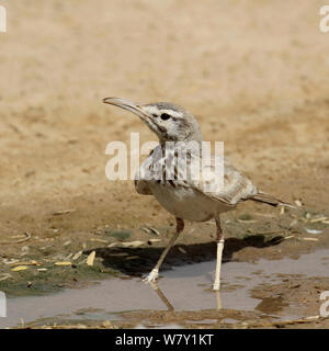 Une plus grande huppe alouette (Alaemon alaudipes) à l'eau, Oman, mai. Banque D'Images