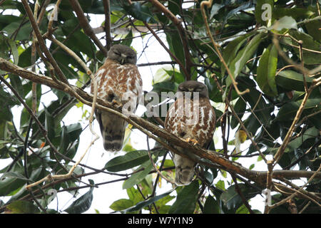 Brown chouette épervière (Ninox scutulata) paire sur la branche, de l'Inde, janvier. Banque D'Images