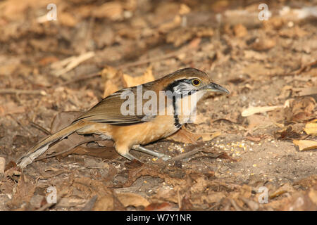 Plus necklaced laughingthrush (Garrulax pectoralis) sur le sol, la Thaïlande, février. Banque D'Images