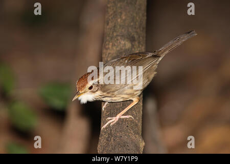 Gorge de bouffée (Pellorneum ruficeps) avec les plumes de la gorge gonflée, Thaïlande, février. Banque D'Images