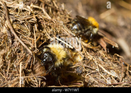 Les bourdons (Bombus hypnorum arbre) à son entrée nid d'oiseaux (un vieux&# 39;s nest), jardin haie, Somerset, Royaume-Uni, août. Banque D'Images