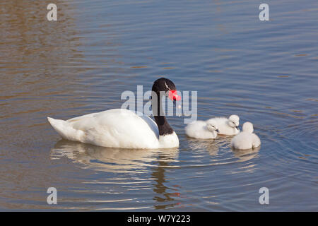 Femme Black-necked Swan (cygnus melancoryphus avec cygnets) se produit en captivité en Amérique du Sud. Banque D'Images