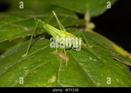 Le sud de l'Oak Bush-cricket (Meconema meridionale) espèce nocturne de nuit, Lewisham, Londres, Angleterre, Royaume-Uni. Septembre 2013 Banque D'Images