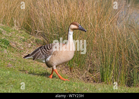 Swan goose (Anser cygnoides) se produit dans l'Est de l'Asie. Vulnérables. Banque D'Images