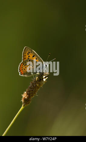 Purple butterfly, cuivre shot(Lycaena thetis) mâle au repos, la Bulgarie. Banque D'Images