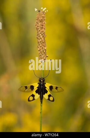 Owlfly (Libelloides macaronius) des profils dans les graminées, Melnick Bulgarie. Banque D'Images