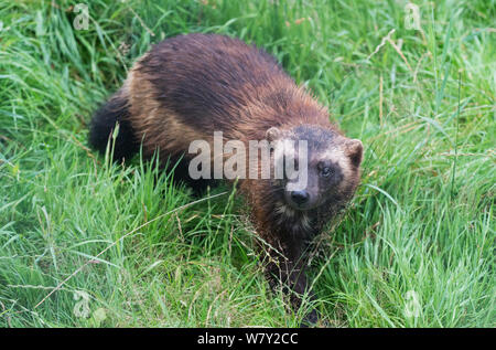 Le carcajou (Gulo gulo) dans l'herbe haute, parc animalier, Hann-Munden, Basse-Saxe, Allemagne. En captivité, se produit tout au long de la zone boréale de l'hémisphère nord. Banque D'Images