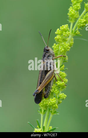 Sauterelle (Stauroderus scalaris) au nord d'Isola Village, parc national du Mercantour, Provence, France, juillet. Banque D'Images