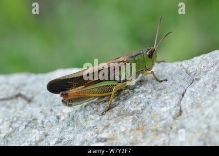 Grande Montagne sauterelle (Stauroderus scalaris) Parc National du Mercantour, Provence, France, juin. Banque D'Images