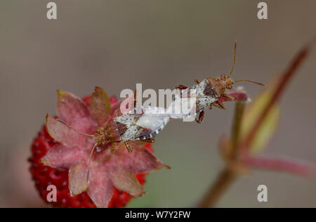 Rhopalus subrufus (accouplement Bugs) sur les fraisiers, Parc National du Mercantour, Provence, France, juin. Banque D'Images