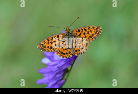 Weaver&# 39;s Fritillary Butterfly (Boloria dia) Parc National du Mercantour, Provence, France, juillet. Banque D'Images