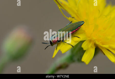 Buprestid Anthaxia hungarica hungarica (Coléoptères) sur le pissenlit, au sud de Rimplas, Parc National du Mercantour, Provence, France, juin. Banque D'Images