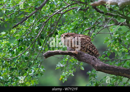 Tawny owl (poisson flavipes blakistoni) Jiuzhaigou National Nature Reserve, Jiuzhaigou County, province du Sichuan, Chine. Banque D'Images