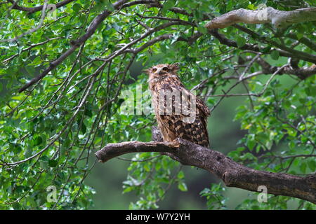 Tawny owl (poisson flavipes blakistoni) Jiuzhaigou National Nature Reserve, Jiuzhaigou County, province du Sichuan, Chine. Banque D'Images