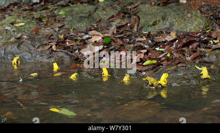 Les crapauds communs asiatiques (Duttaphrynus melanostictus) dans les couleurs. Honnavar, Inde. Banque D'Images