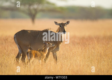 Blackbuck (Antilope cervicapra) avec sa mère dans les prairies. Parc National, Velavadar Blackbuck, Inde. Banque D'Images