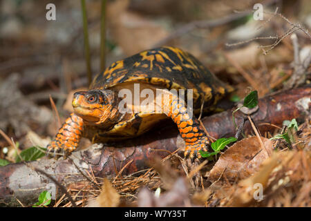 Tortue tabatière (Terrapene carolina carolina) New York, USA Banque D'Images