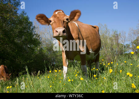 Guernesey vache dans les pâturages de printemps, Granby, Connecticut, Etats-Unis Banque D'Images