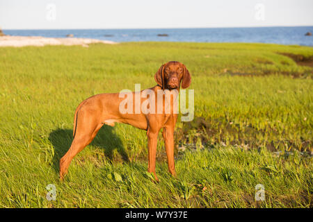 Vizsla devint à salt marsh, Guilford, Connecticut, USA Banque D'Images