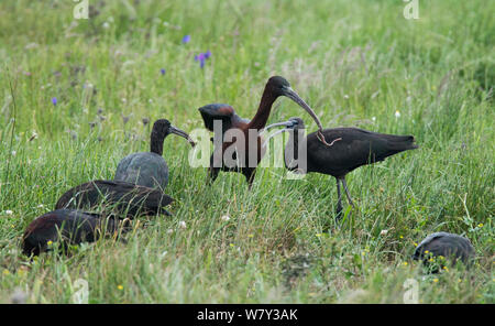 L'ibis falcinelle (Plegadis falcinellus) groupe d'alimentation. L'un des oiseaux adultes attraper un gros ver. Rolao, Castro Verde, Alentejo, Portugal, mai. Banque D'Images