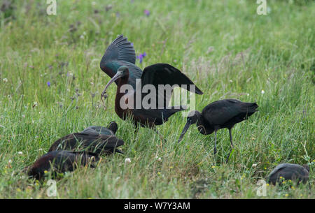 L'ibis falcinelle (Plegadis falcinellus) l'alimentation du troupeau. Un oiseau attraper un gros ver. Rolao, Castro Verde, Alentejo, Portugal, mai. Banque D'Images