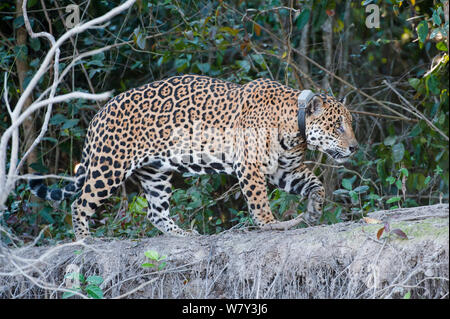 Tagged homme Jaguar (Panthera onca palustris), âgé de 13 ans, marcher le long de la rive de la rivière Cuiaba, près de Porto Jofre, nord Pantanal, Mato Grosso, Brésil, Amérique du Sud. Banque D'Images