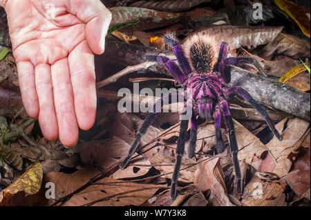 Floraison pourpre colombien Tarantula (Xenesthis immanis) avec la main de l'échelle de la jambe (22 et 23 cm) span. Paujil, réserve naturelle de la vallée de Magdalena, en Colombie, en Amérique du Sud. Banque D'Images