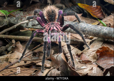 Floraison pourpre colombien Tarantula (Xenesthis immanis), Paujil, réserve naturelle de la vallée de Magdalena, en Colombie, en Amérique du Sud. Banque D'Images