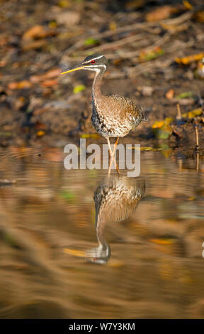 Sunbittern (Eurypyga helias) chasse, Cuiaba River, dans le nord du Pantanal, Brésil, Amérique du Sud. Banque D'Images